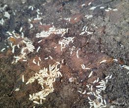 Protection Termite image 16