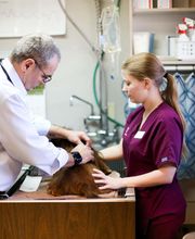 Animal Hospital of Dunedin image 14