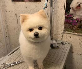 Domidogs image 18