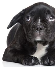 Guérisseur, Magnétiseur, Médium, Voyance, Jean-Claude Sellie, Energie Subtile Bild 8