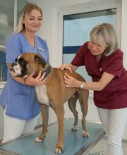 Tierarztpraxis Oppenheim Bild 6