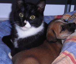 clinica-veterinaria-polop-mascotas-05.jpg