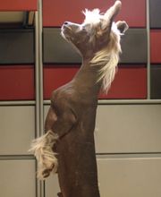 Vétérinaire des Plaines-du-Loup Bild 9