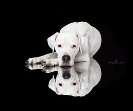 BC Tierfotografie