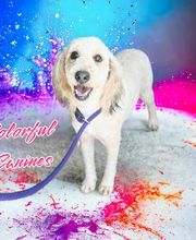 Colorful Canines image 2