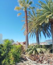 poda-palmera-washingonia-filifera-tarragona.jpg