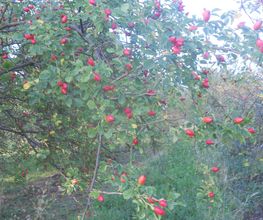 buisson de baies d'églantine dans les environs de bergheim
