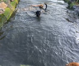 Doglife Bild 8