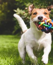 Veterinario Vet Sur Armeñime imagen 7