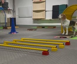 Kommunikationstraining - DOX.fitness - Hundeschule | Schliersee