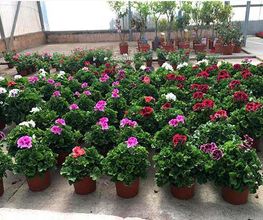 plantas-exterior-02.jpg