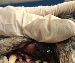 Hundesalon Farah Bild 5