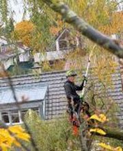 Patrick Weihe Baum + Garten Bild 3