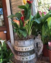 Floristería Campo y Jardín imagen 13