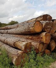 Scierie Morisaux SAS image 2