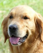 Elevage des Rives de la Bidouze image 11