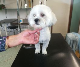 Absolument-Chien image 3