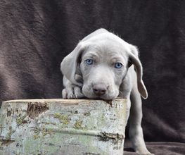 Hundeschule Pirschgang Bild 1
