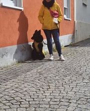 Sitz Platz Komm Hundeschule Marion Hans Bild 11
