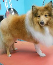 La Bichonnerie Henin image 4