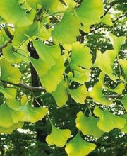 Kommunales Bestattungshaus der Stadt Chemnitz Bild 2