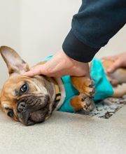 PAW CENTER Veterinary Hospital/Urgent Care image 8