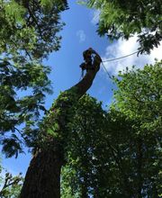 A La Hauteur Des Cimes image 1