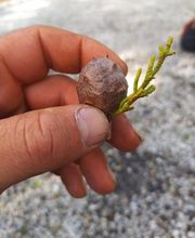 Beaudout Raphael image 12