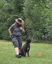 Hundecoach Melly- Mobil & Individuell Bild 20