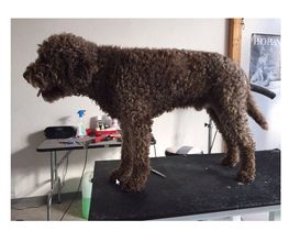 Hundesalon Neuhaus Petra Bild 2