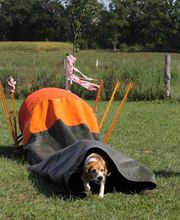 RolfsRudel Hundeschule / Rolf Matar Bild 12