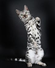 Chatterie Panthera du Maquis image 9