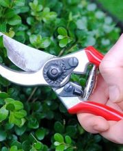 Guillard Norbert image 1