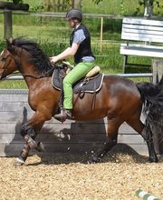 Birkenhof Pferdepension Bild 3