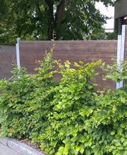 Braun Gartenbau AG Bild 3