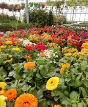 Gallery Professionale