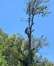 Ent . Dole image 5