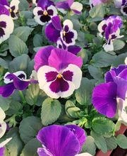 Ets Degauchy image 6