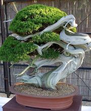 Viveiros Adoa, S.L. (Tameiga) imagen 6