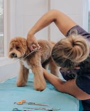 The Black Poodle Groom & Care S.L. imagen 10