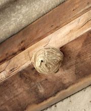 CLG Nuisibles image 5