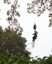 SavATree - Tree Service & Lawn Care image 3