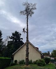 Elagage Gael Espaces Verts image 1