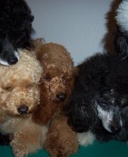 Elevage Des Jours Étoilés image 16