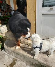 V'Educ-ton-chien image 5