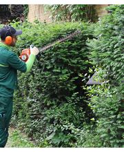 Hecke Formschnitt.jpg