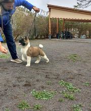 Residencia canina Tarazona imagen 2