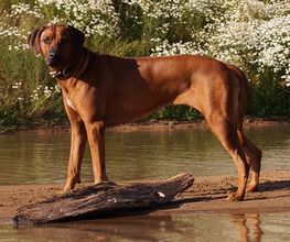 Rhodesian Ridgeback Züchter Bild 1