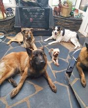 V'Educ-ton-chien image 15