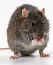 Piegeur du Marais image 7